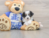 8 week old Mini Aussiedoodle Puppy For Sale - Pilesgrove Pups