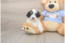 Adorable Aussiepoo Poodle Mix Puppy