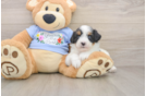 Mini Aussiedoodle Pup Being Cute