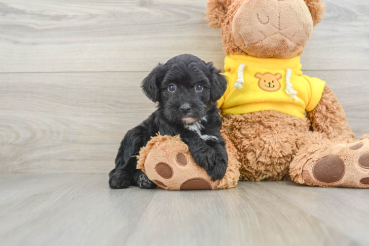 Mini Aussiedoodle Puppy for Adoption