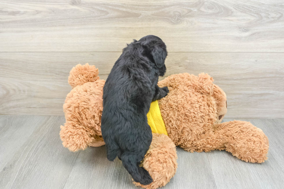 Smart Mini Aussiedoodle Poodle Mix Pup