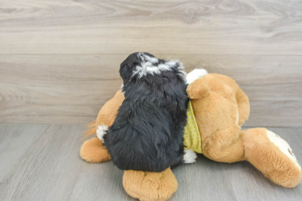 Happy Mini Aussiedoodle Baby