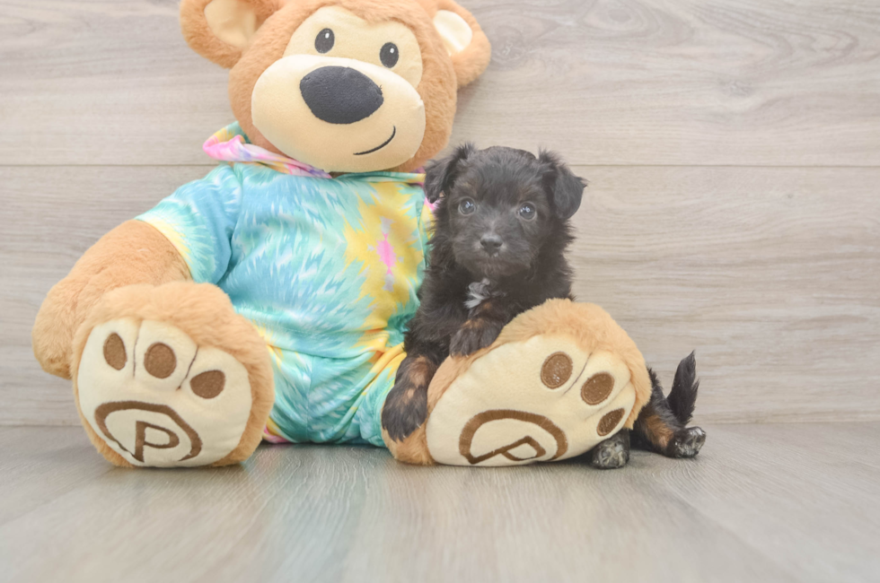 5 week old Mini Aussiedoodle Puppy For Sale - Pilesgrove Pups