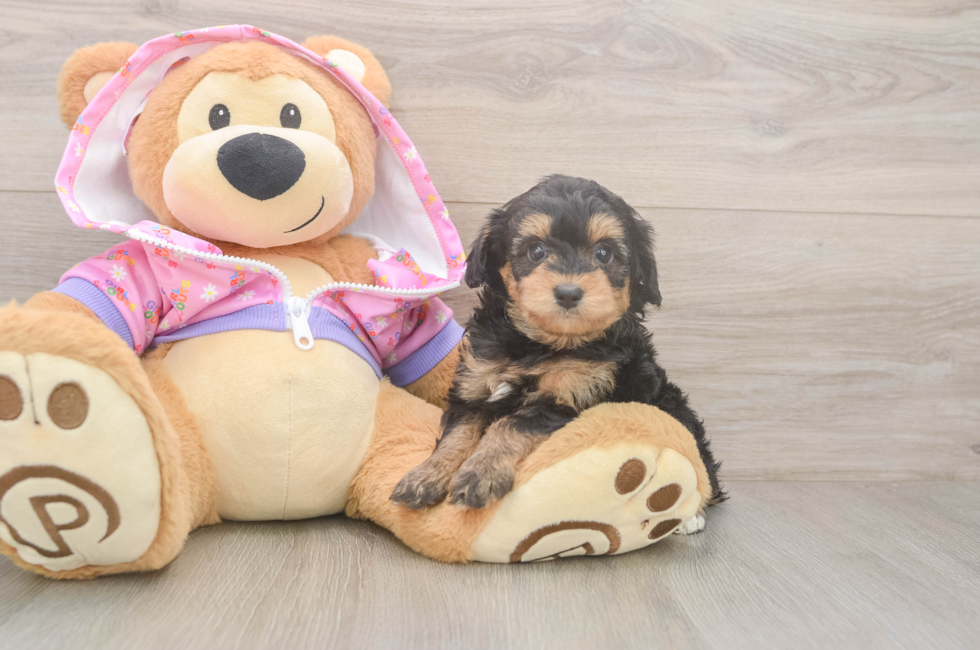 5 week old Mini Aussiedoodle Puppy For Sale - Pilesgrove Pups