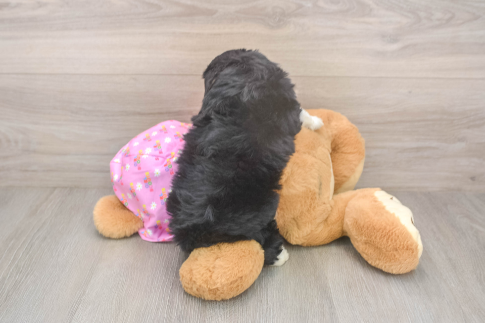 Mini Aussiedoodle Pup Being Cute