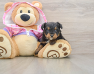 5 week old Mini Aussiedoodle Puppy For Sale - Pilesgrove Pups