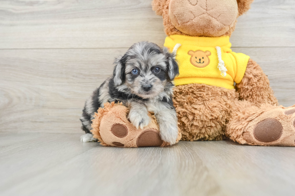 7 week old Mini Aussiedoodle Puppy For Sale - Pilesgrove Pups