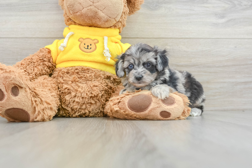 Popular Mini Aussiedoodle Poodle Mix Pup