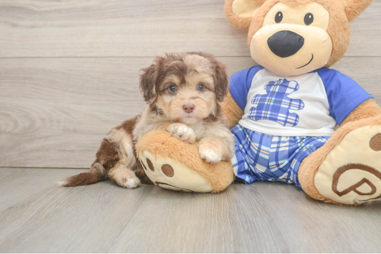 Energetic Aussie Poo Poodle Mix Puppy