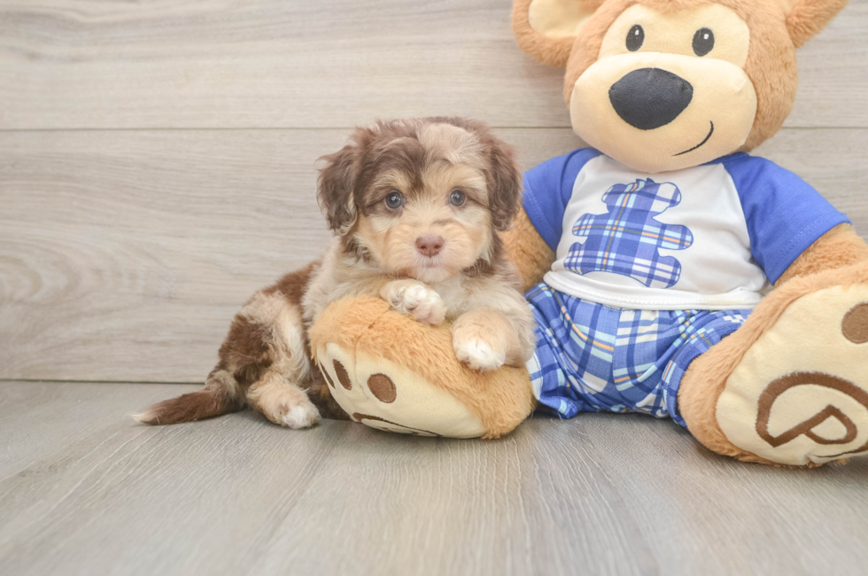5 week old Mini Aussiedoodle Puppy For Sale - Pilesgrove Pups