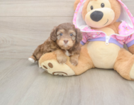 8 week old Mini Aussiedoodle Puppy For Sale - Pilesgrove Pups