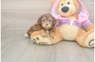 Energetic Aussie Poo Poodle Mix Puppy