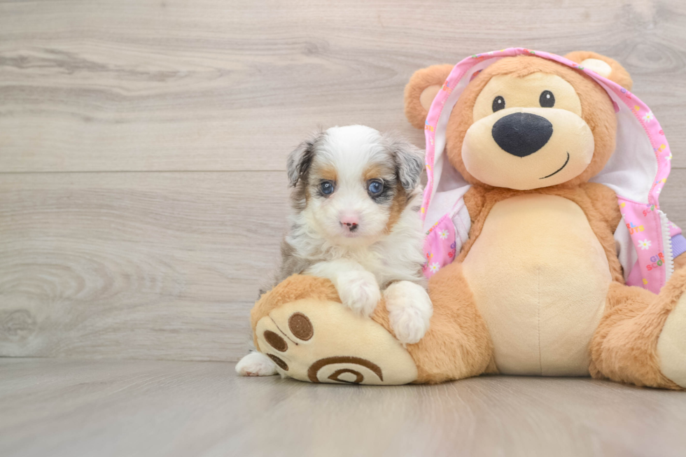 Cute Mini Aussiedoodle Baby