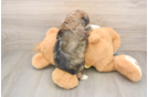 Mini Aussiedoodle Puppy for Adoption
