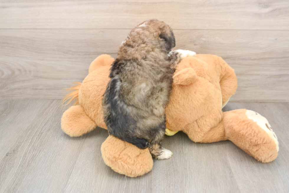 Mini Aussiedoodle Puppy for Adoption