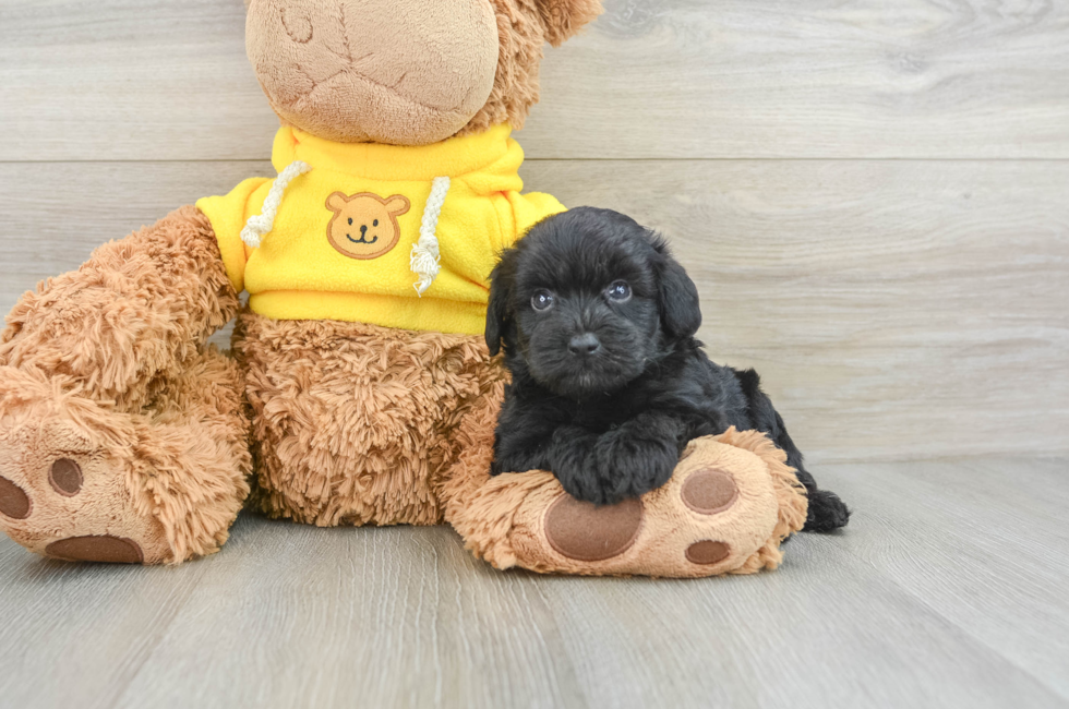 7 week old Mini Aussiedoodle Puppy For Sale - Pilesgrove Pups