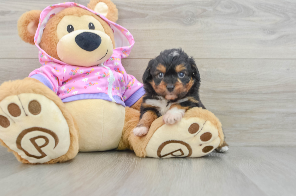 6 week old Mini Aussiedoodle Puppy For Sale - Pilesgrove Pups