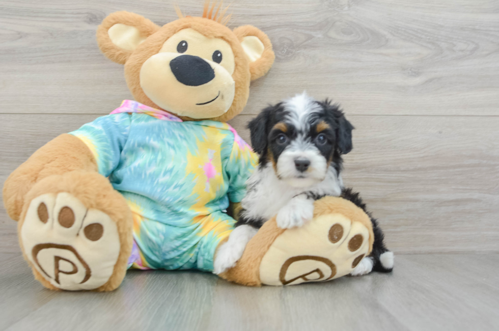 7 week old Mini Aussiedoodle Puppy For Sale - Pilesgrove Pups