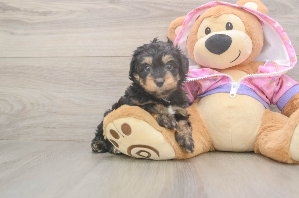 5 week old Mini Aussiedoodle Puppy For Sale - Pilesgrove Pups