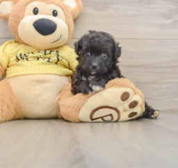 8 week old Mini Aussiedoodle Puppy For Sale - Pilesgrove Pups