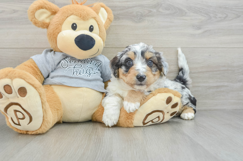 6 week old Mini Aussiedoodle Puppy For Sale - Pilesgrove Pups