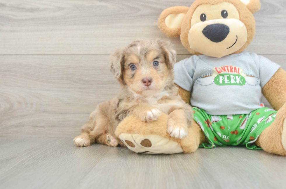 6 week old Mini Aussiedoodle Puppy For Sale - Pilesgrove Pups
