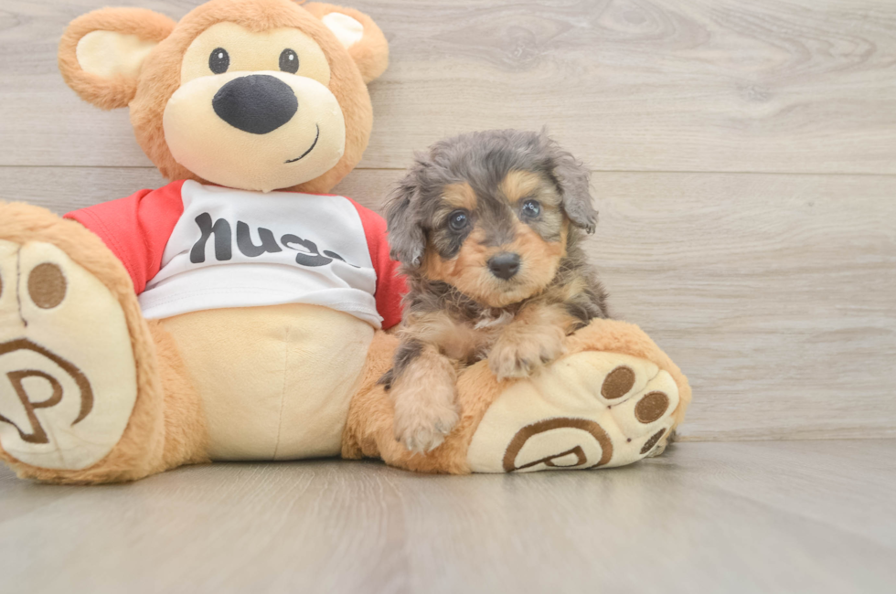 5 week old Mini Aussiedoodle Puppy For Sale - Pilesgrove Pups
