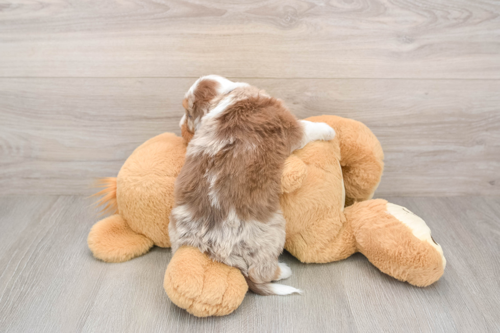 Adorable Mini Australian Shepherd X Poodle Mix Poodle Mix Puppy