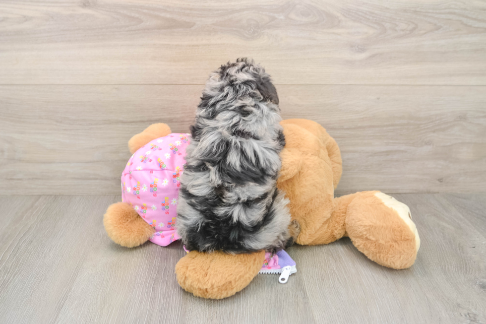 Mini Aussiedoodle Puppy for Adoption