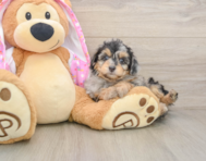 8 week old Mini Aussiedoodle Puppy For Sale - Pilesgrove Pups