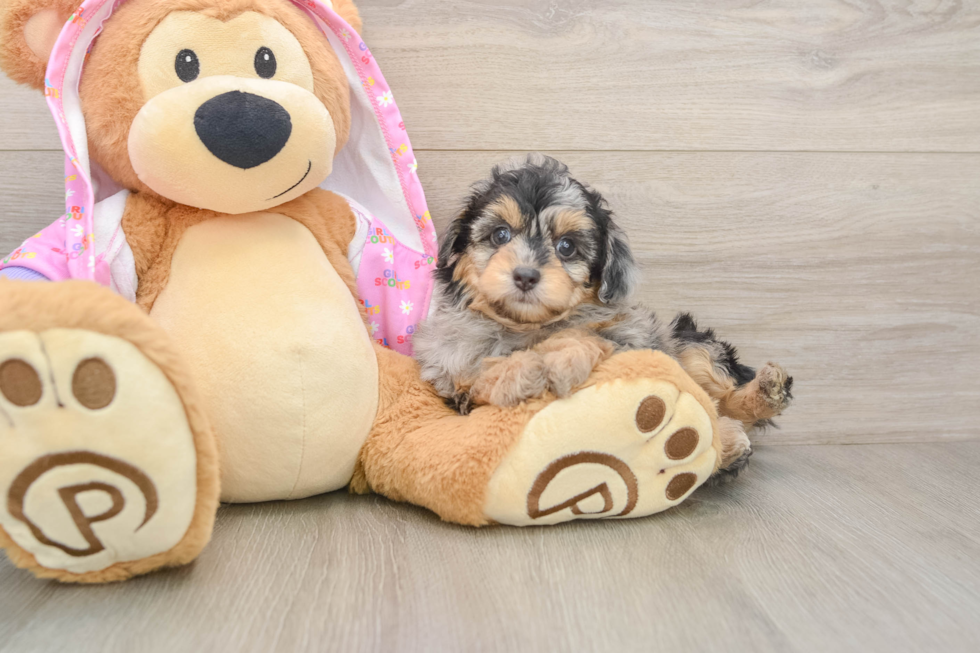 Mini Aussiedoodle Puppy for Adoption