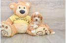Mini Aussiedoodle Pup Being Cute