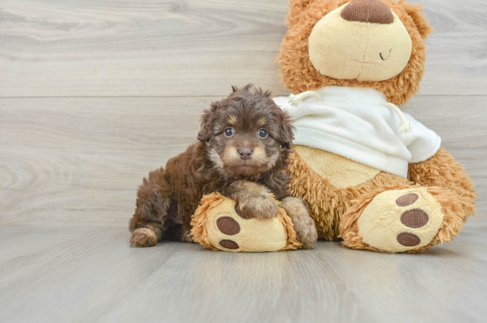 7 week old Mini Aussiedoodle Puppy For Sale - Pilesgrove Pups