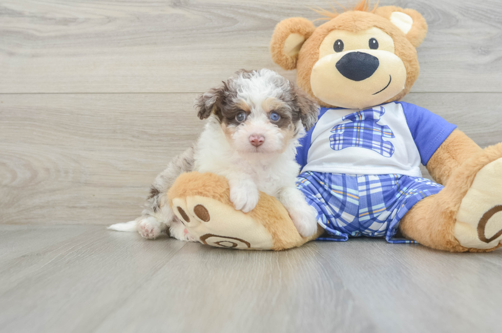 8 week old Mini Aussiedoodle Puppy For Sale - Pilesgrove Pups