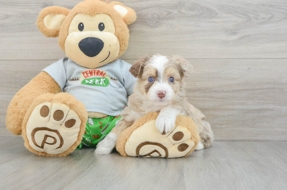 6 week old Mini Aussiedoodle Puppy For Sale - Pilesgrove Pups