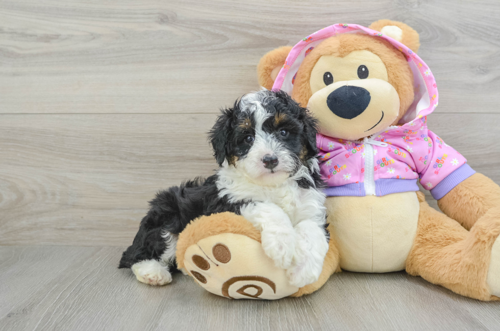 7 week old Mini Aussiedoodle Puppy For Sale - Pilesgrove Pups