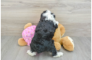 Mini Aussiedoodle Puppy for Adoption