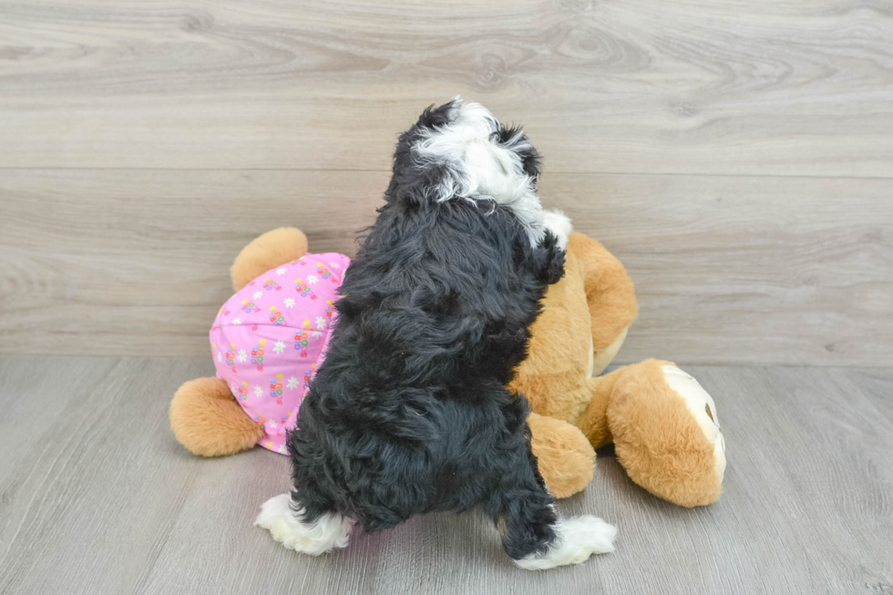 Mini Aussiedoodle Puppy for Adoption