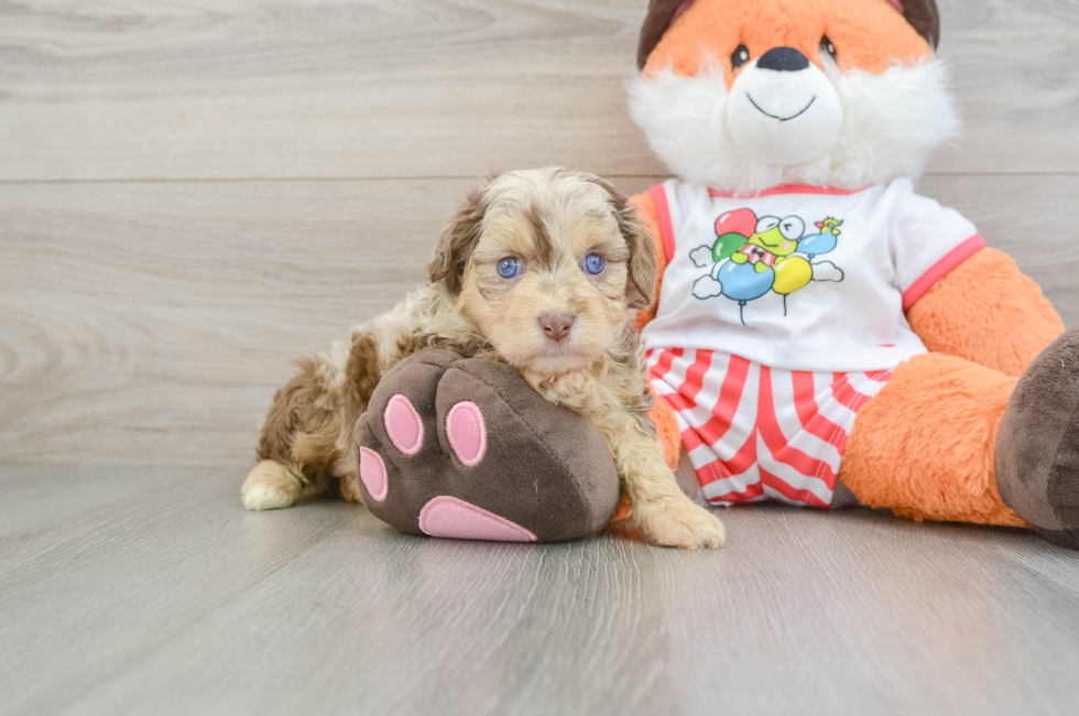 5 week old Mini Aussiedoodle Puppy For Sale - Pilesgrove Pups