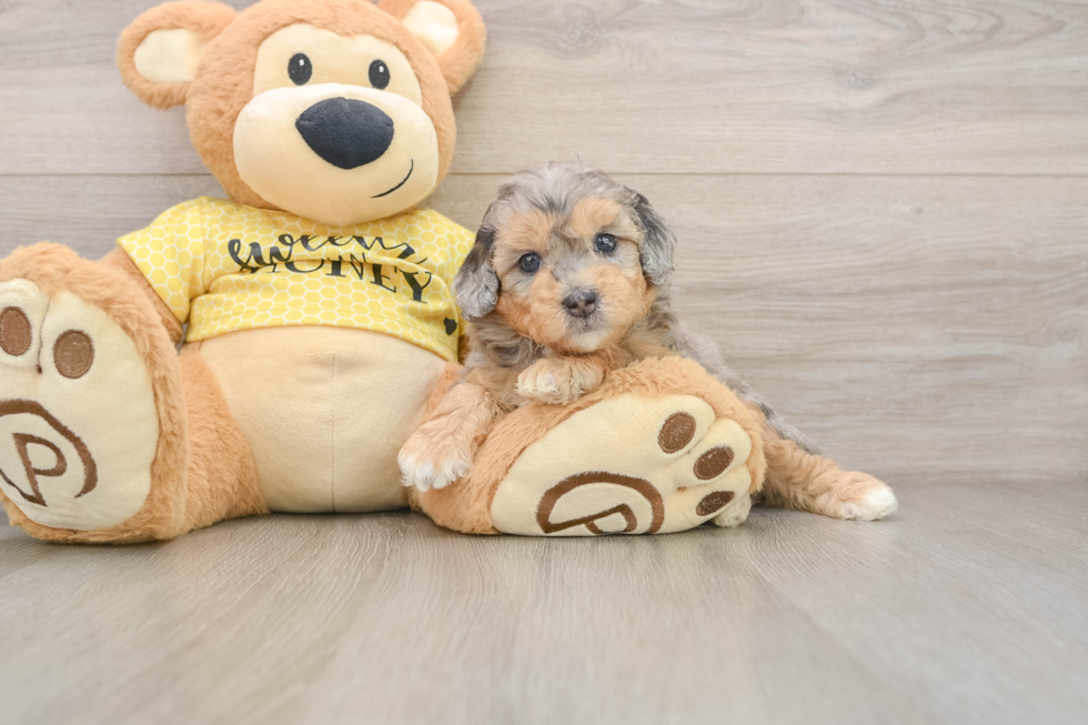 Hypoallergenic Aussiepoo Poodle Mix Puppy