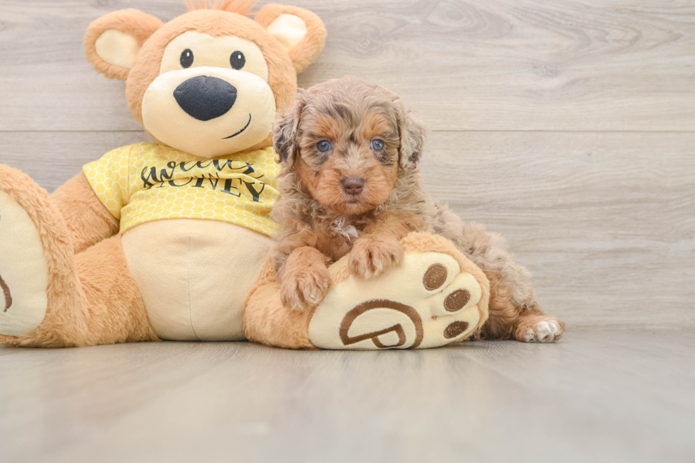 Mini Aussiedoodle Puppy for Adoption