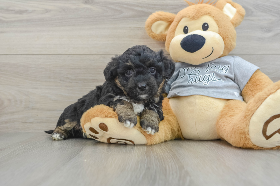 6 week old Mini Aussiedoodle Puppy For Sale - Pilesgrove Pups