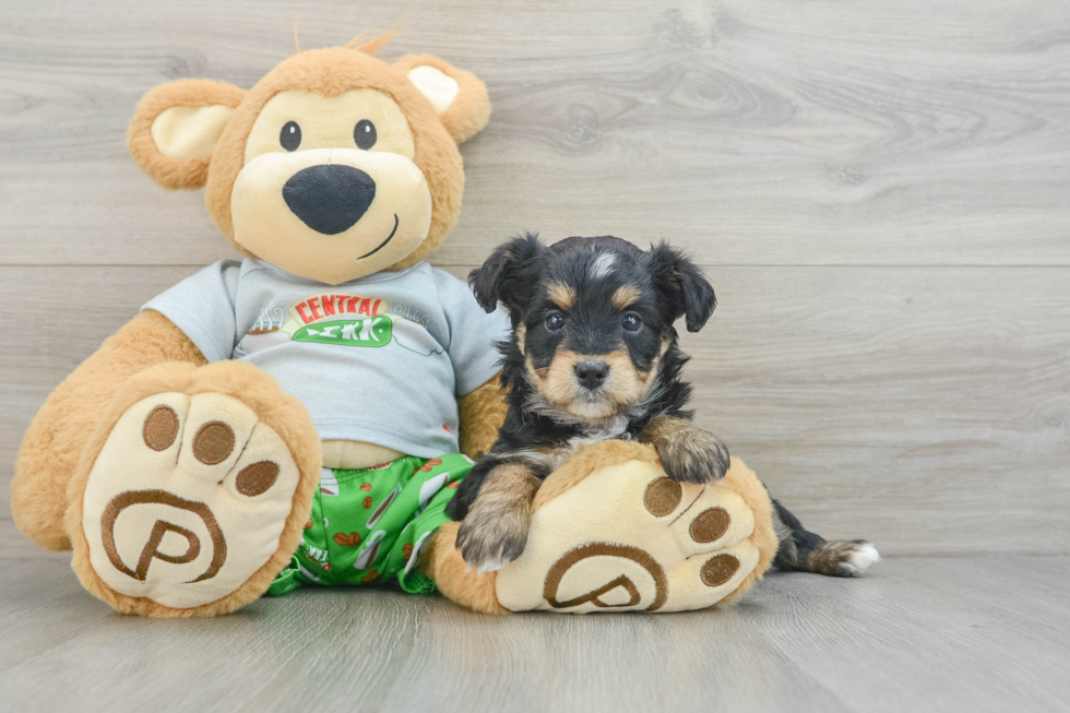 Playful Mini Aussiepoodle Poodle Mix Puppy