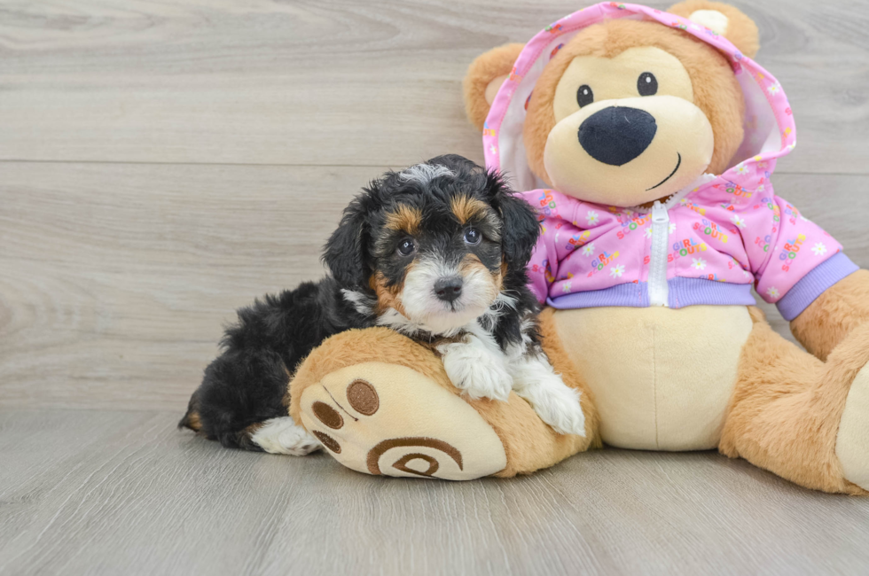 7 week old Mini Aussiedoodle Puppy For Sale - Pilesgrove Pups