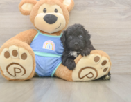7 week old Mini Aussiedoodle Puppy For Sale - Pilesgrove Pups