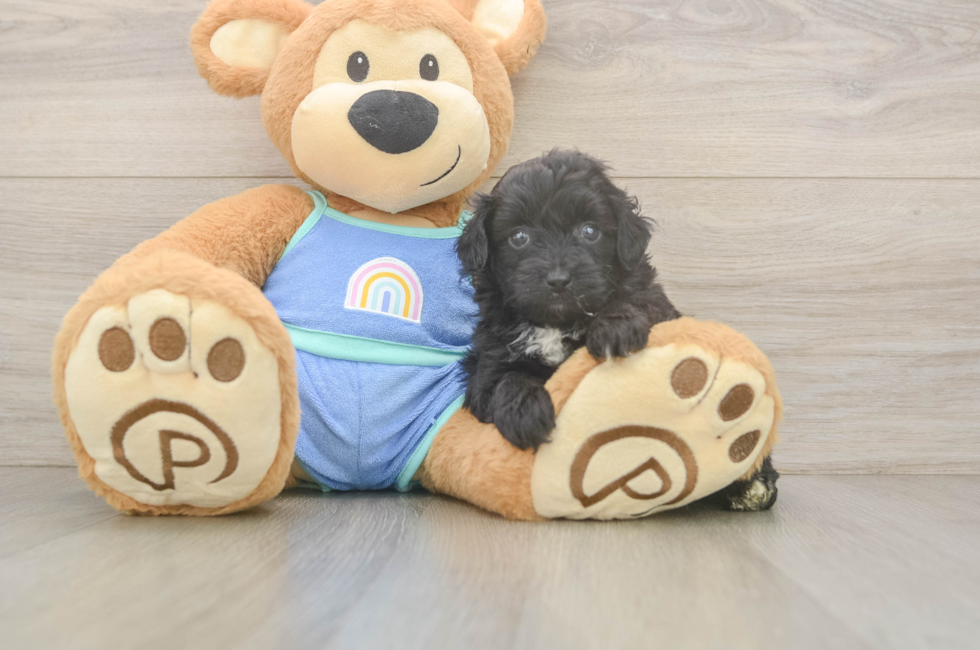 6 week old Mini Aussiedoodle Puppy For Sale - Pilesgrove Pups