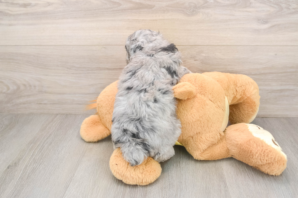 Small Mini Aussiedoodle Baby