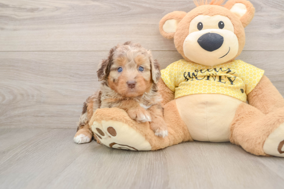 Playful Aussiepoo Poodle Mix Puppy