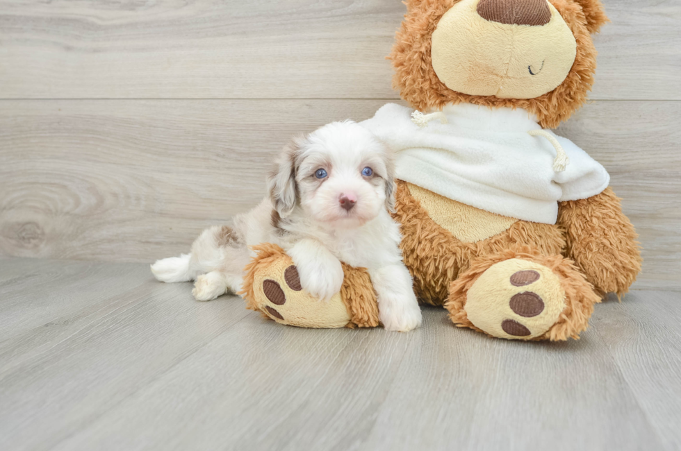 8 week old Mini Aussiedoodle Puppy For Sale - Pilesgrove Pups