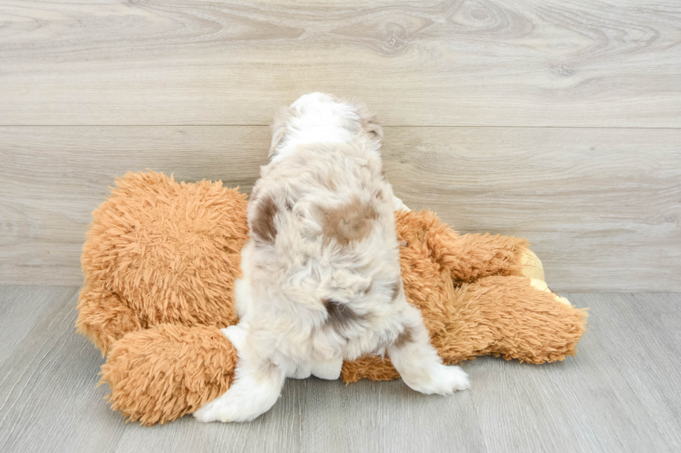 Best Mini Aussiedoodle Baby